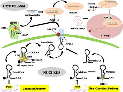 Approaches Toward Targeting Matrix Metalloproteases for Prognosis and Therapies in Gynecological Cancer: MicroRNAs as a Molecular Driver